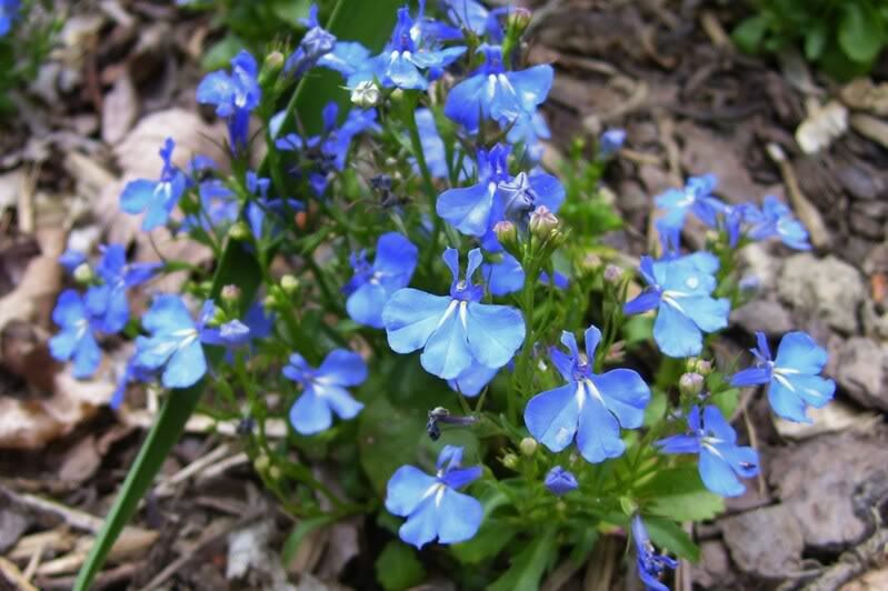 200 SKY BLUE LOBELIA Regatta Lobelia Erinus Flower Seeds