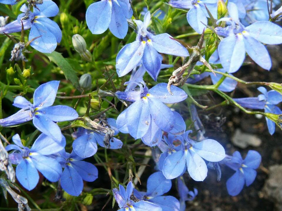 200 SKY BLUE LOBELIA Regatta Lobelia Erinus Flower Seeds
