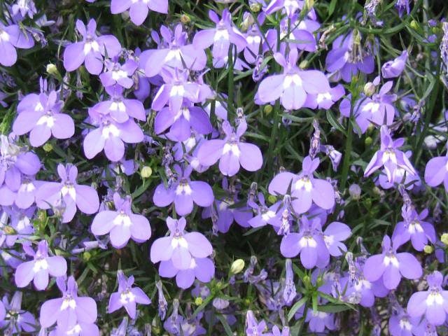 200 LILAC Purple LOBELIA REGATTA Lobelia Erinus Flower Seeds