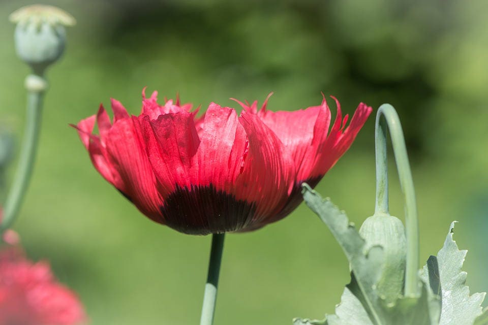 100 RED TULIP POPPY Papaver Glaucum Flower Seeds