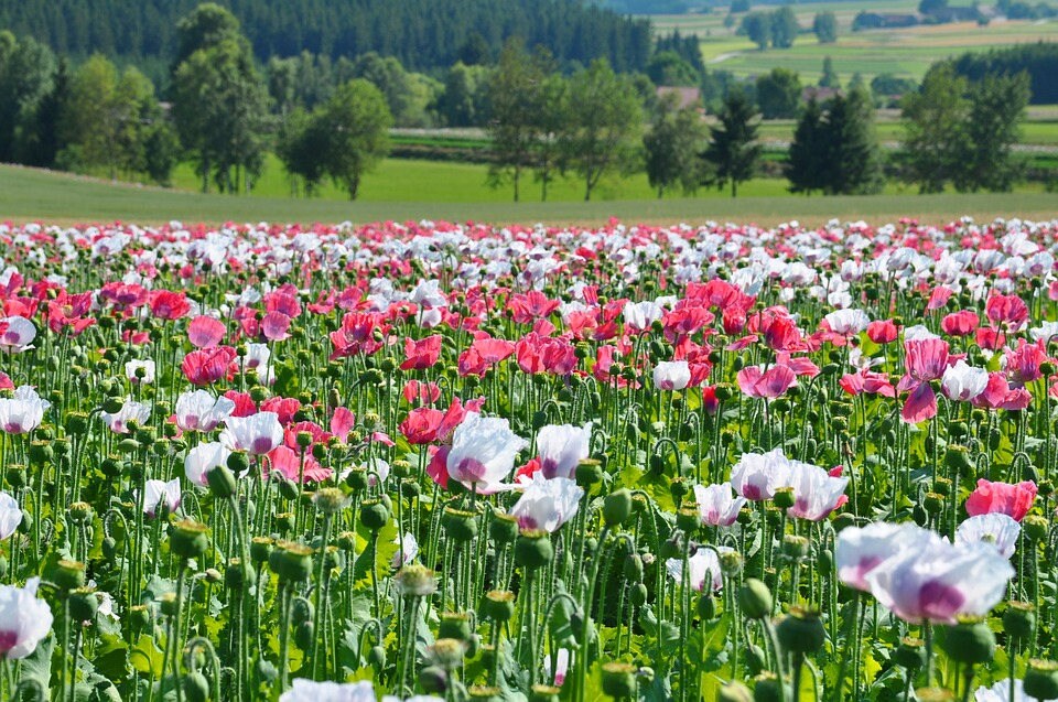 2000 MIXED Colors SHIRLEY POPPY ( aka Corn / Field / Flanders ) Papaver Rhoeas Flower Seeds