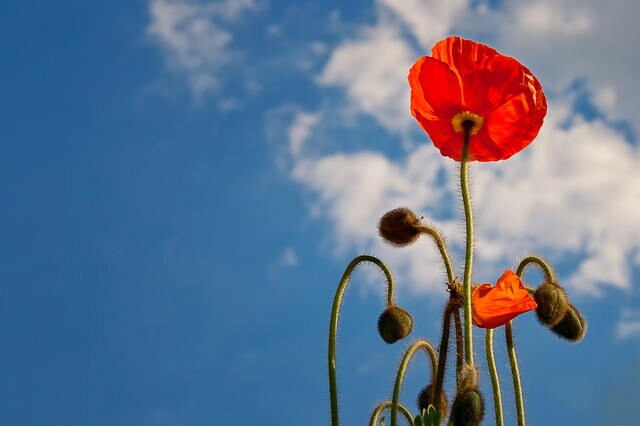 2000 MIXED Colors SHIRLEY POPPY ( aka Corn / Field / Flanders ) Papaver Rhoeas Flower Seeds