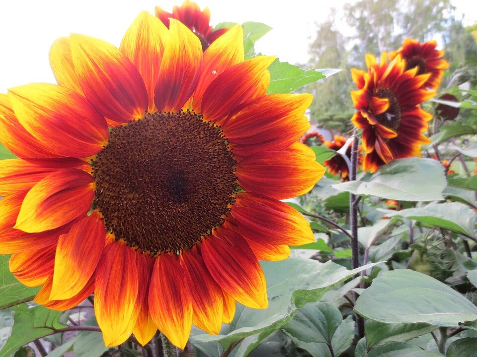 100 AUTUMN BEAUTY SUNFLOWER Helianthus Annuus Flower Seeds
