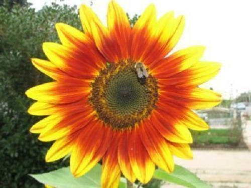 100 AUTUMN BEAUTY SUNFLOWER Helianthus Annuus Flower Seeds