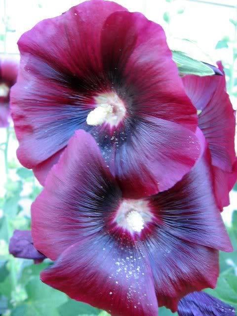 25 BURGUNDY RED HOLLYHOCK Alcea Rosea Flower Seeds Perennial
