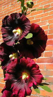 25 BURGUNDY RED HOLLYHOCK Alcea Rosea Flower Seeds Perennial