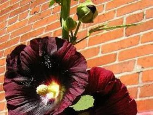 25 BURGUNDY RED HOLLYHOCK Alcea Rosea Flower Seeds Perennial