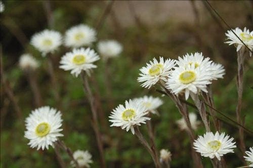 100 WHITE DOUBLE STRAWFLOWER Helichrysum Monstrosum Flower Seeds