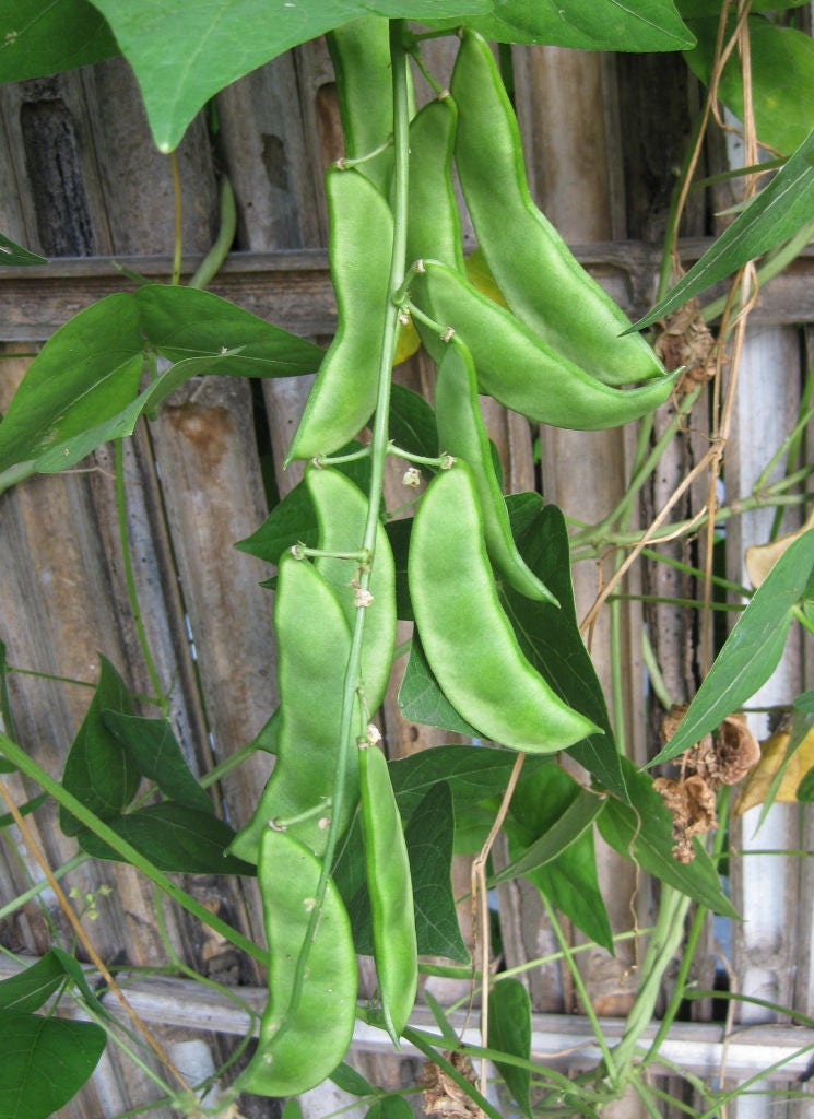 50 BABY LIMA BEAN Phaseolus Lunatus Vegetable Seeds