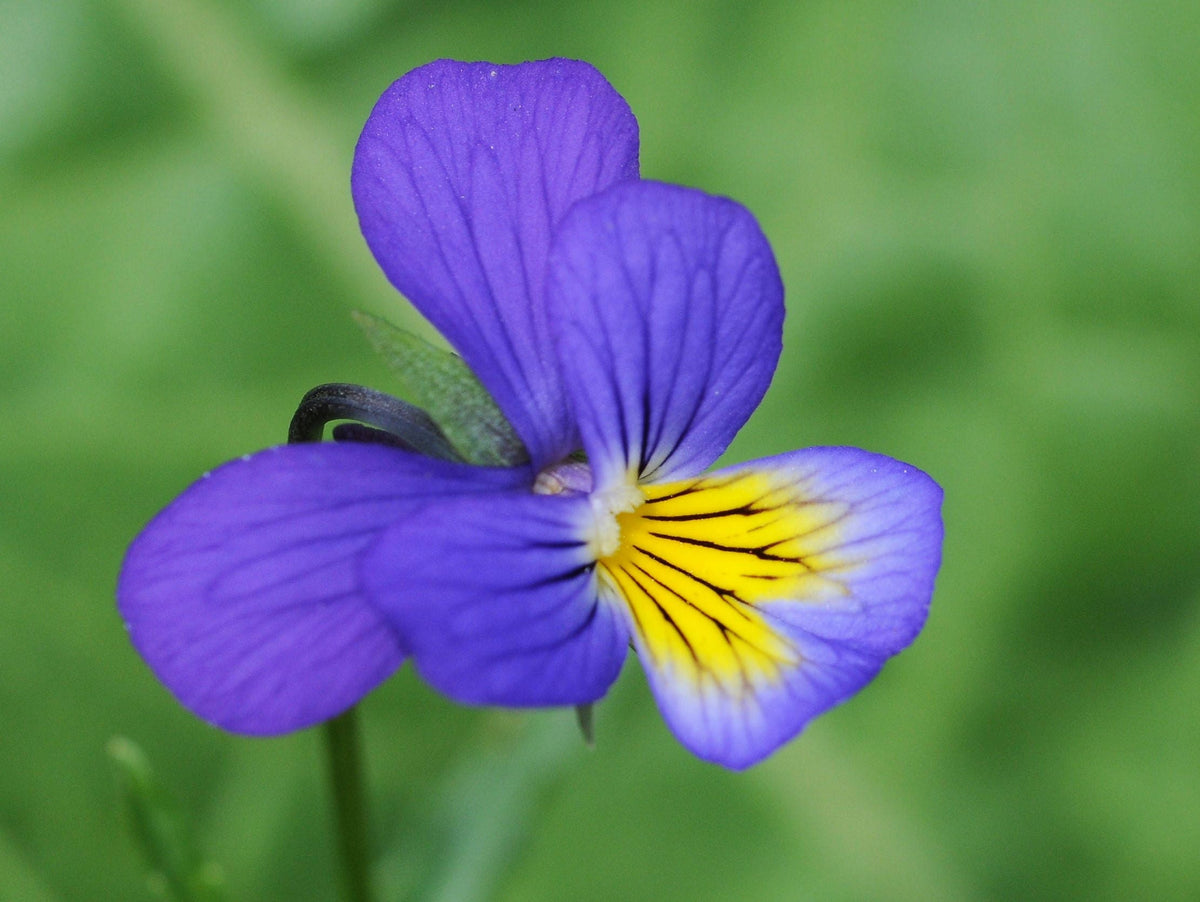 50 Dark JOHNNY JUMP UP Violet Viola Tricolor Flower Seeds