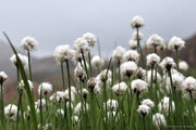 25 TAWNY COTTONGRASS Flower Seeds Eriophorum Virginicum Hare's Tail Cotton Grass Seeds