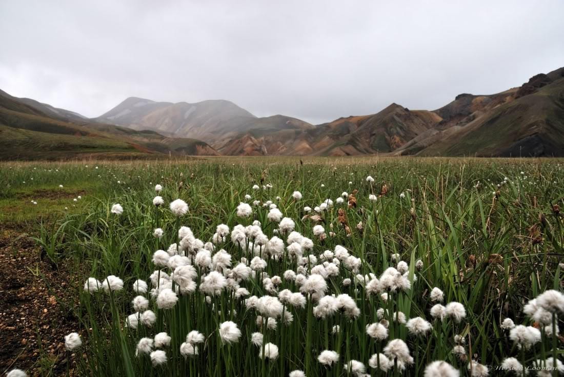 25 TAWNY COTTONGRASS Flower Seeds Eriophorum Virginicum Hare's Tail Cotton Grass Seeds