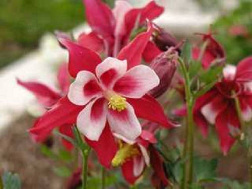 25 CRIMSON STAR COLUMBINE Red & White McKana's Giant Aquilegia Flower Seeds