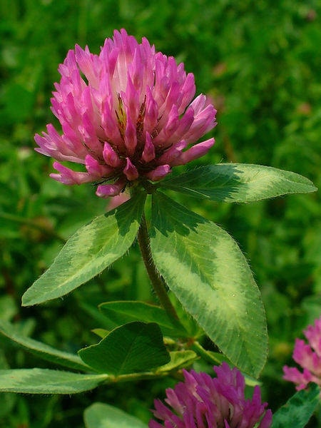 1500 RED CLOVER Monarchs Trifolium Pratense Rose Mauve Flower Ground Cover Seeds