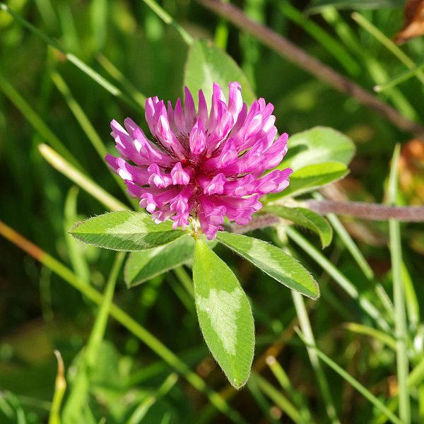 1500 RED CLOVER Monarchs Trifolium Pratense Rose Mauve Flower Ground Cover Seeds