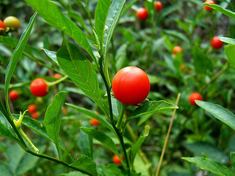 25 JERUSALEM CHERRY Madeira Winter Solanum Pseudocapsicum Flower Seeds