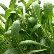 500 MIBUNA CABBAGE Mibu Greens Japanese Brassica Rapa Japonica Vegetable Seeds
