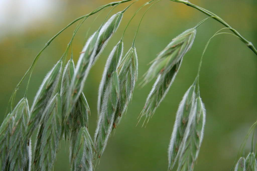 100 PRAIRIE BROME Arctic Brome Ornamental Grass Bromus Kalmii Seeds