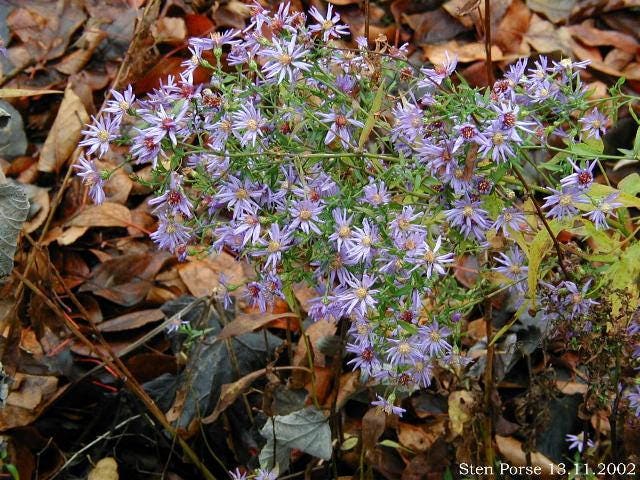 100 HEART LEAVED ASTER Cordifolius Blue Wood Aster Flower Seeds