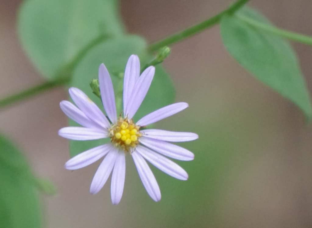 100 HEART LEAVED ASTER Cordifolius Blue Wood Aster Flower Seeds