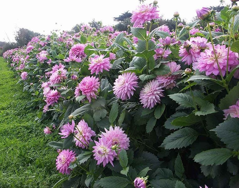 25 CACTUS DOUBLE DAHLIA Mix Variabilis Mixed Colors Hummingbird Flower Seeds