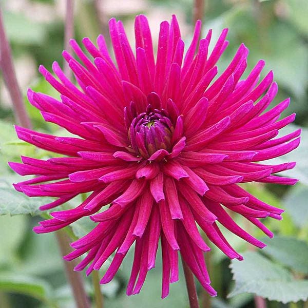 25 CACTUS DOUBLE DAHLIA Mix Variabilis Mixed Colors Hummingbird Flower Seeds