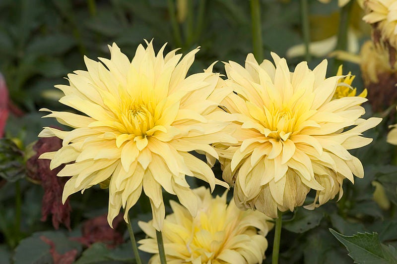 25 CACTUS DOUBLE DAHLIA Mix Variabilis Mixed Colors Hummingbird Flower Seeds