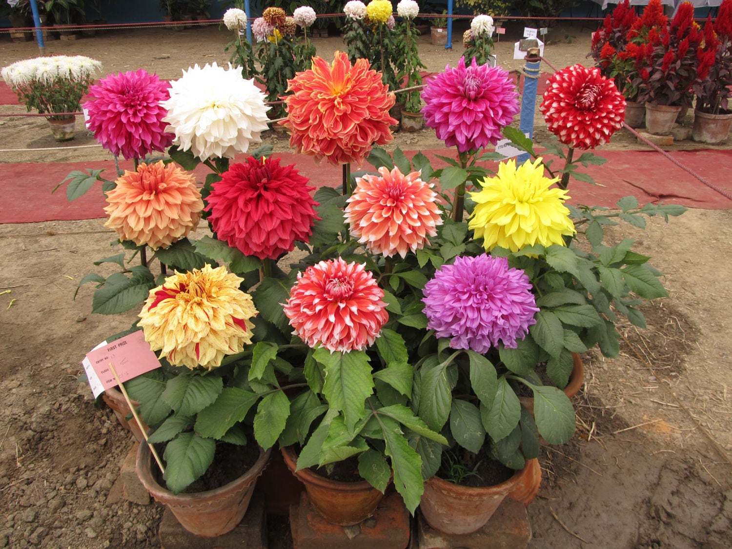 20 Dwarf Mixed Colors REDSKIN DAHLIA Variabilis Red Skin Mix Bicolor Flower Seeds