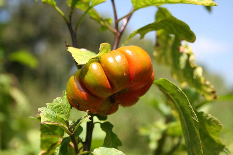 25 TURKISH ORANGE EGGPLANT Scarlet Solanum Aethiopicum Fruit Vegetable Seeds