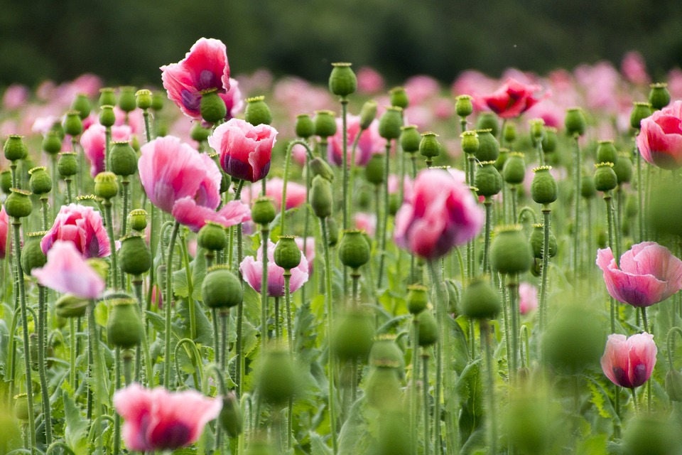 1000 PINK & WHITE POPPY Papaver Somniferum Flower Seeds