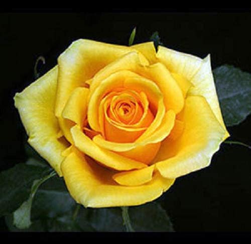 5 YELLOW ROSE Rosa Bush Shrub Perennial Flower Seeds