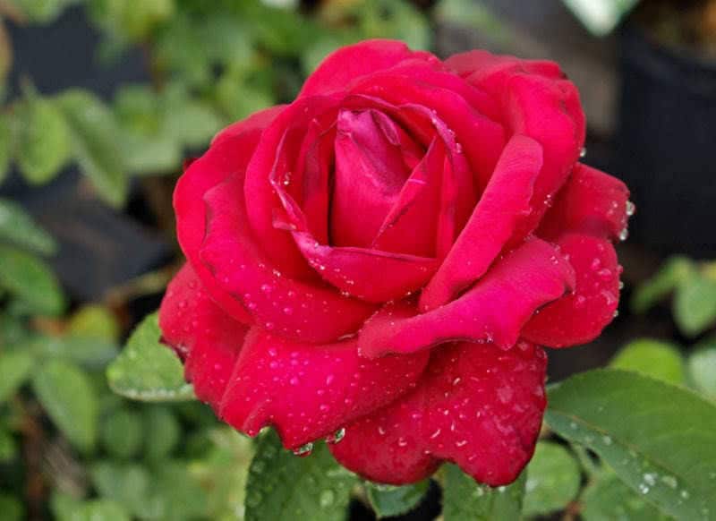 5 RED ROSE Rosa Bush Shrub Perennial Flower Seeds