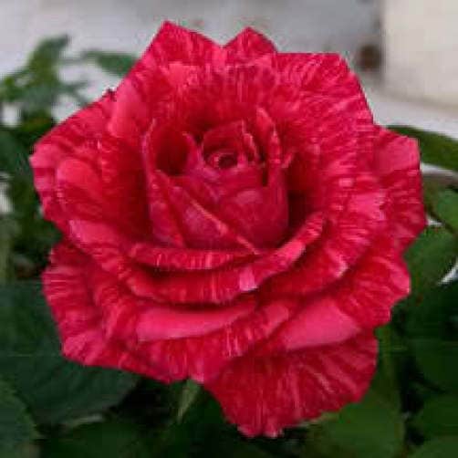 5 RED ROSE Rosa Bush Shrub Perennial Flower Seeds