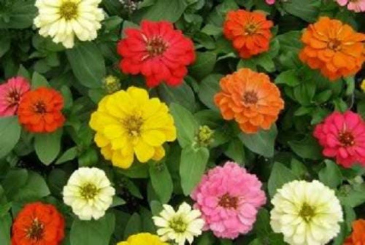 250 ZIN MASTER ZINNIA Mix Elegans Mixed Colors Flower Seeds