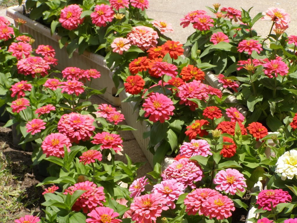 250 ZIN MASTER ZINNIA Mix Elegans Mixed Colors Flower Seeds