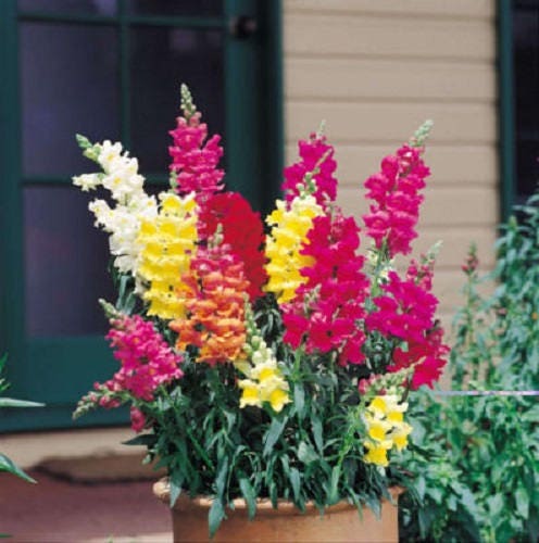 2000 Mixed MOROCCAN TOADFLAX / SNAPDRAGON Linaria Maroccana Flower Seeds