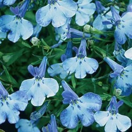 200 BLUE SPLASH LOBELIA Regatta Blue & White Erinus Flower Seeds