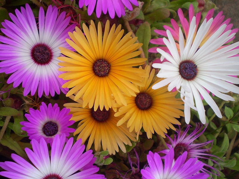200 MIXED Colors ICE PLANT ( Mesembryanthemum Daisy / Livingstone Daisy ) Dorotheanthus Bellidiformis Flower Seeds