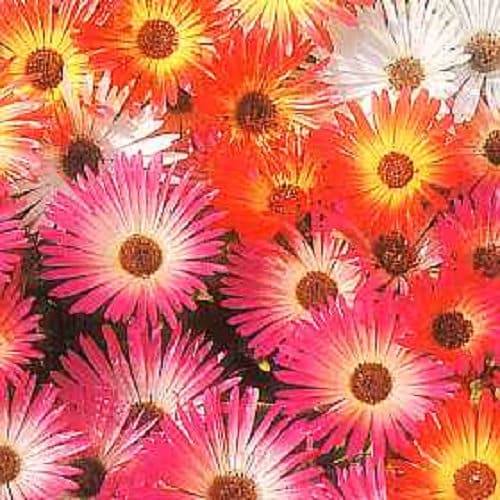 200 MIXED Colors ICE PLANT ( Mesembryanthemum Daisy / Livingstone Daisy ) Dorotheanthus Bellidiformis Flower Seeds
