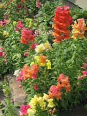 2000 SNAPDRAGON CORONA MIX Antirrhinum Majus Flower Seeds