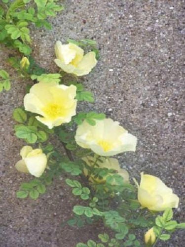 10 Golden Yellow FATHER HUGO ROSE Rosa Hugonis Flower Bush Shrub Seeds