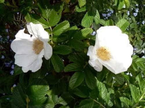 10 WHITE JAPANESE ROSE Rosa Rugosa Alba Bush Rugosa Rose Flower Seeds
