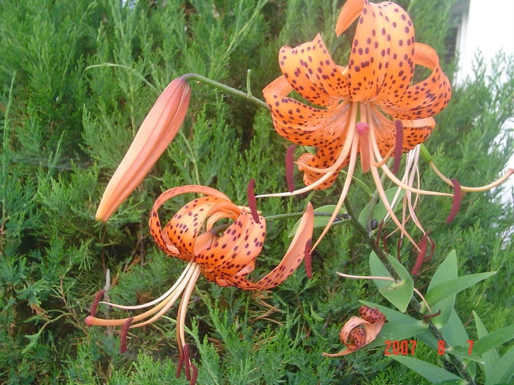 20 Orange TURKS CAP Tiger LILY Lilium Superbum Heirloom Native Perennial Flower Seeds