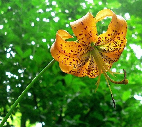 20 Orange TURKS CAP Tiger LILY Lilium Superbum Heirloom Native Perennial Flower Seeds