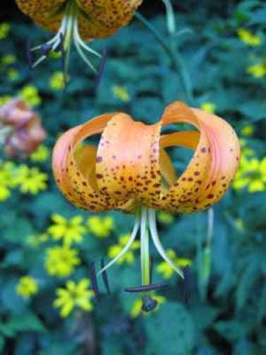 20 Orange TURKS CAP Tiger LILY Lilium Superbum Heirloom Native Perennial Flower Seeds