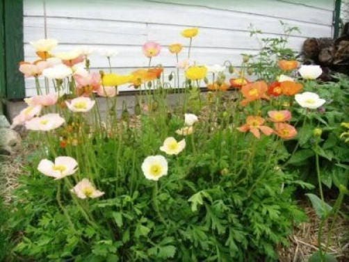 2500 ICELAND POPPY MIX Papaver Nudicaule Mixed Colors Flower Seeds