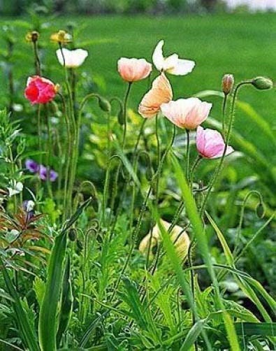 2500 ICELAND POPPY MIX Papaver Nudicaule Mixed Colors Flower Seeds