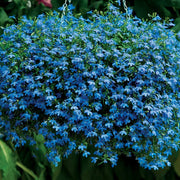 200 BLUE SAPPHIRE LOBELIA Erinus Trailing for Planters or Groundcover Flower Seeds