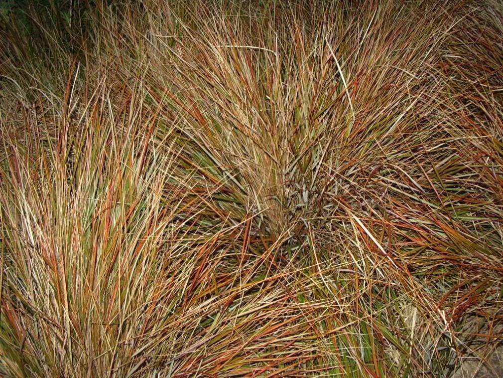 50 PHEASANT TAILS GRASS Feather Reed New Zealand Wind Stipa Arundinacea syn Anemanthele Lessoniana Ornamental Grass Seeds