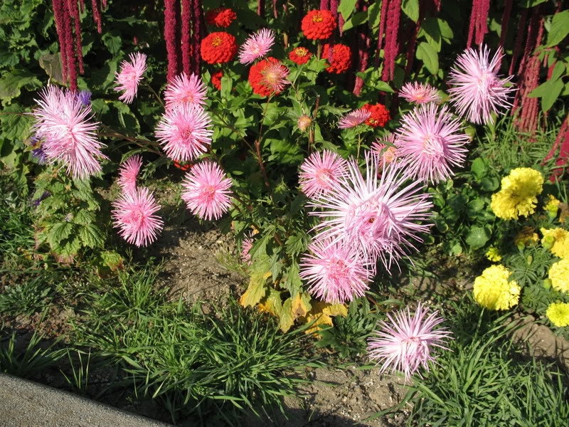 50 Mixed OSTRICH PLUME ASTER Feather Spider Callistephus Chinensis Flower Seeds